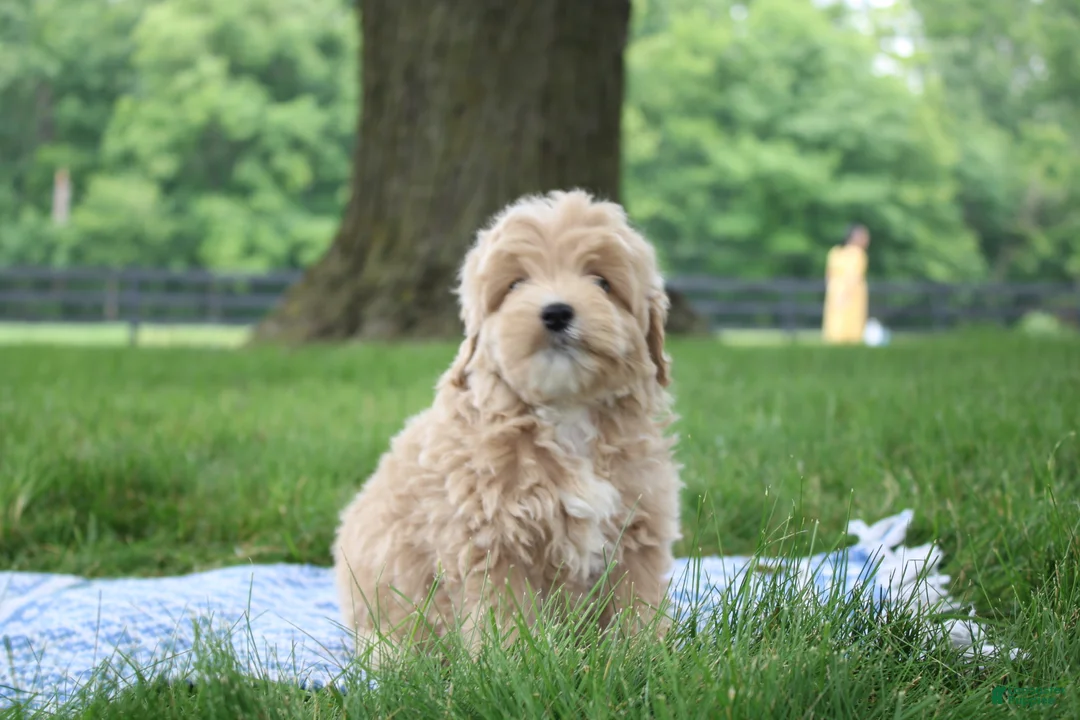 Mini Goldendoodle dogs for sale: Tilly - Ad 1