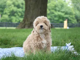 Mini Goldendoodle dogs for sale: Tilly - Ad 4