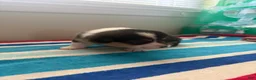 Welsh Corgi Pembroke dogs for sale: Princess - Ad 5