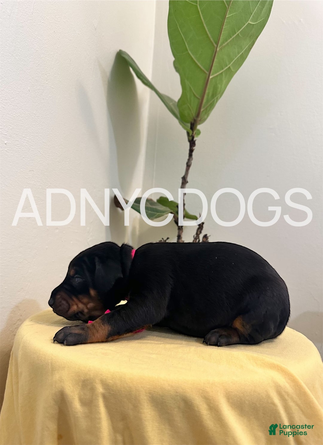 Doberman Pinscher dogs for sale: Doberman Pinscher (Female) - Ad 6