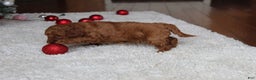 Cavapoochon dogs for sale: Malcolm - Ad 9