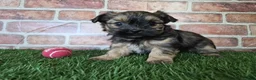Shorkie dogs for sale: Whiskey - Ad 10