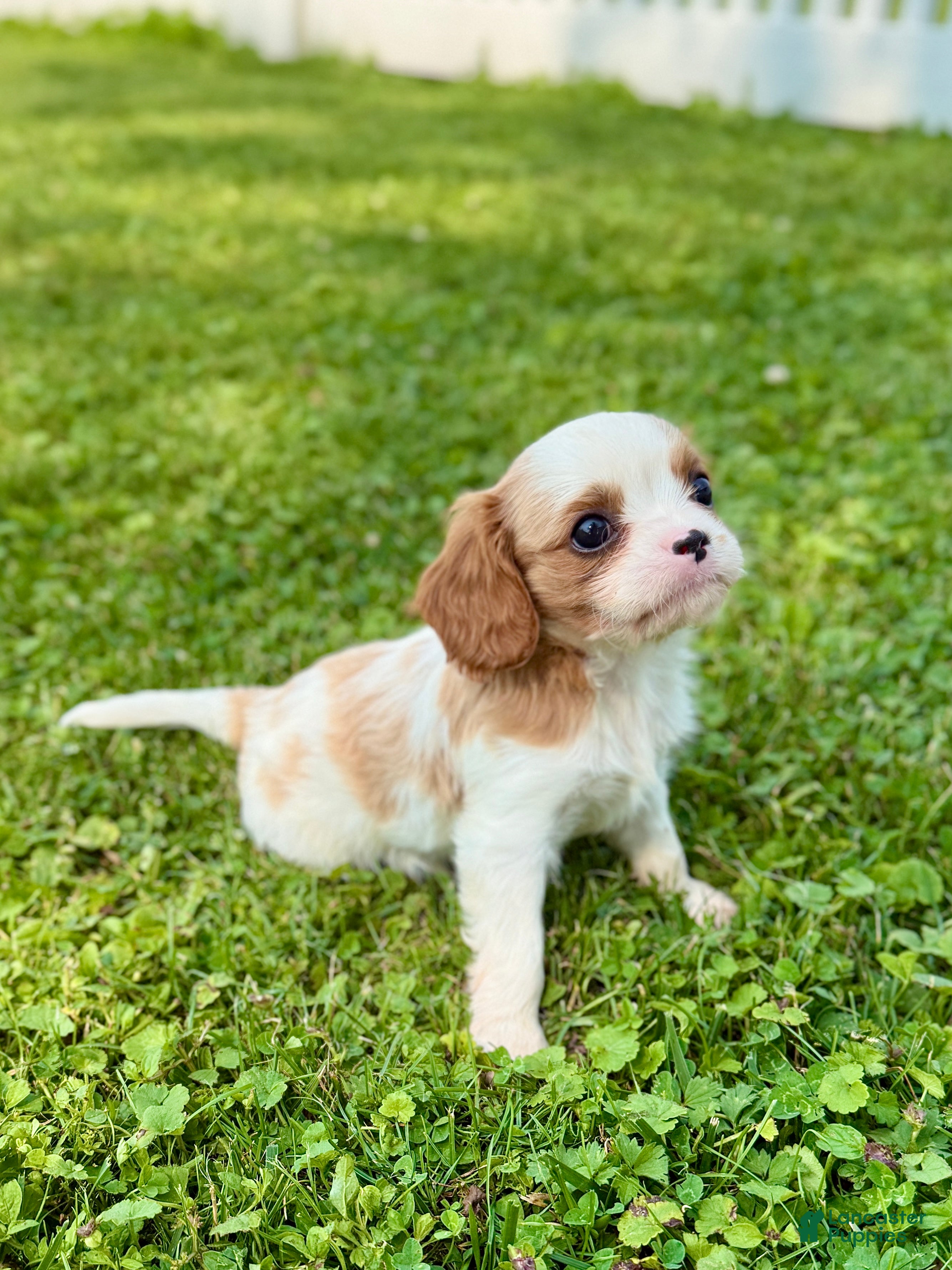 Cavalier King Charles Spaniel dogs Duke - Ad 2