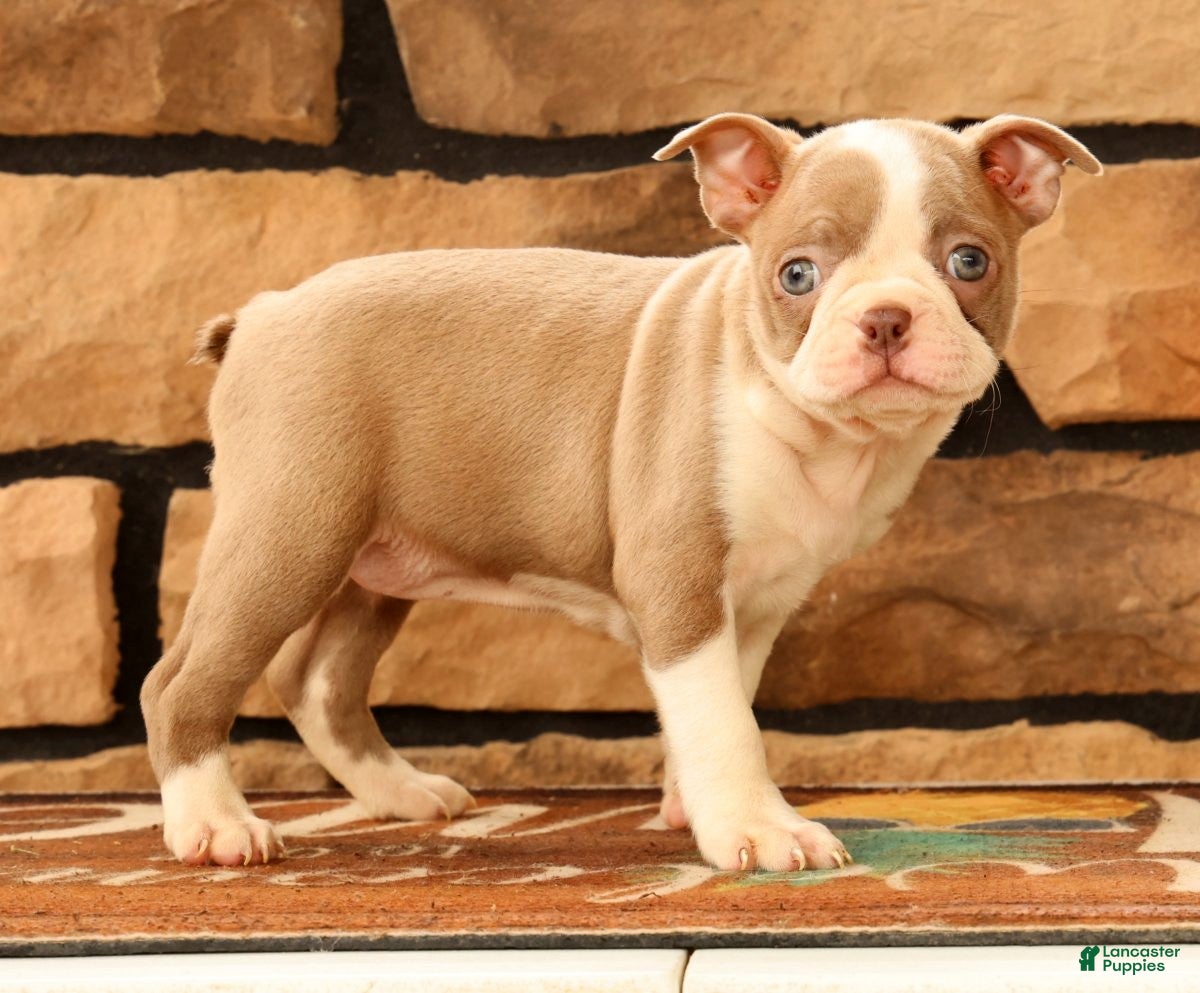 Boston Terrier dogs for sale: Callie - Ad 4