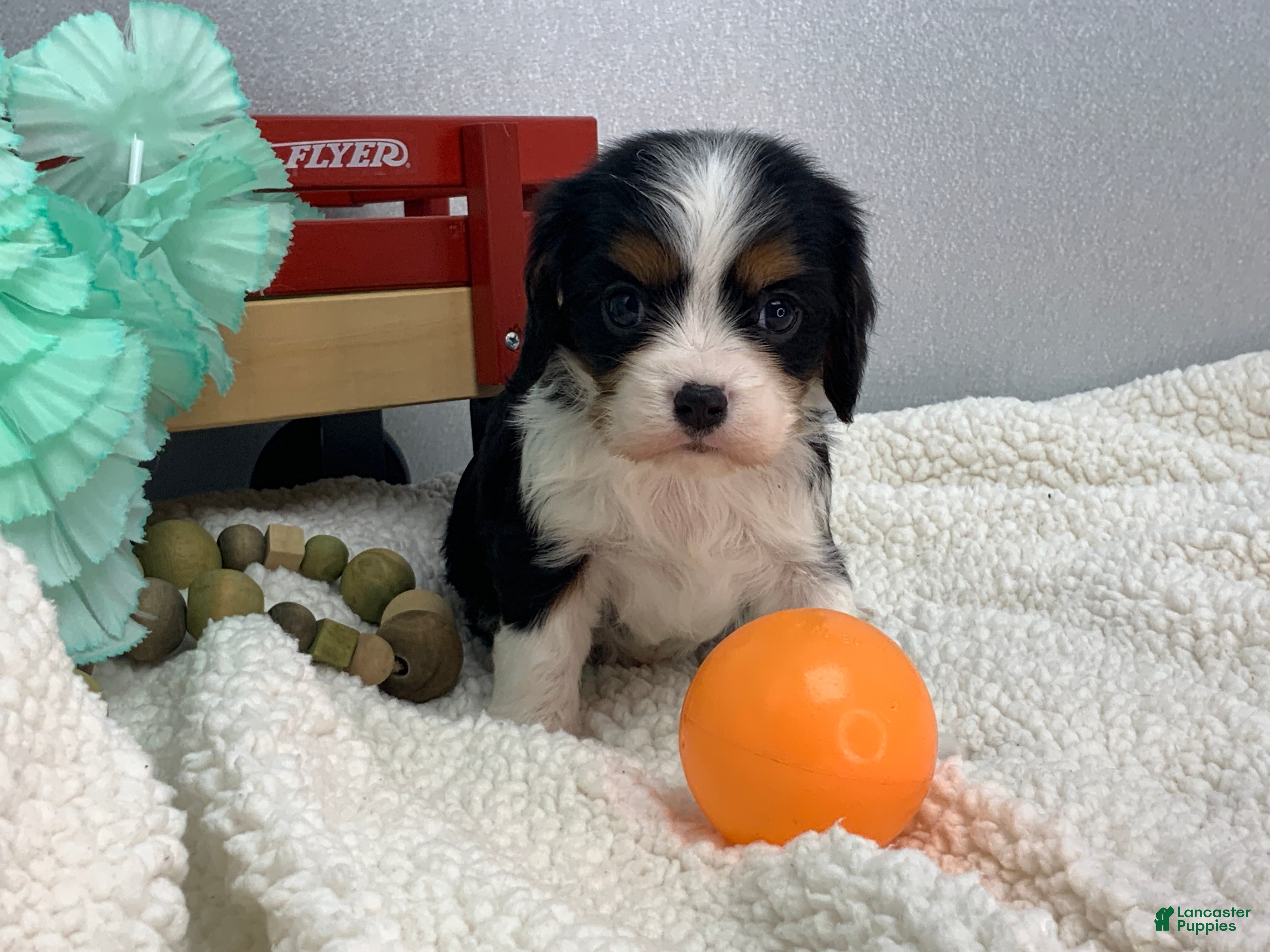 Cavalier King Charles Spaniel dogs Kenny  - Ad 2
