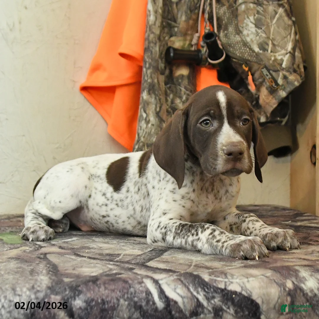 German Shorthaired Pointer dogs for sale: Flint - Ad 3
