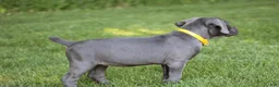 Cane Corso dogs for sale: Sage - Ad 3