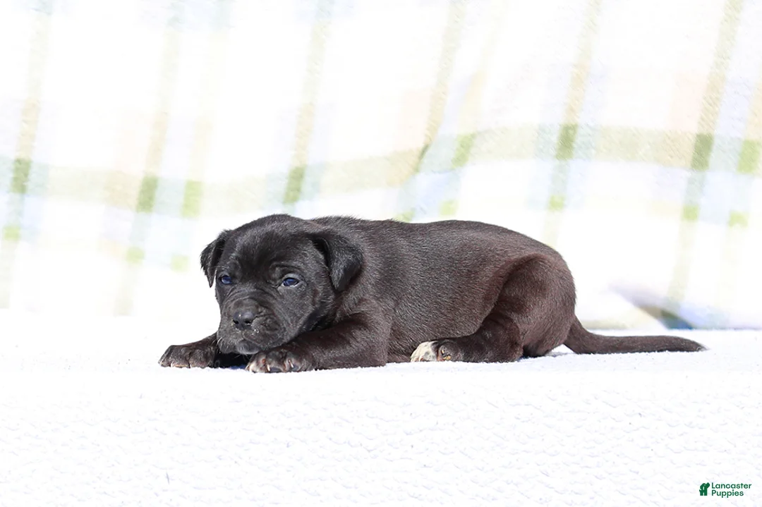 Mixed Breed dogs for sale: Starling - European Doberdane - Ad 3