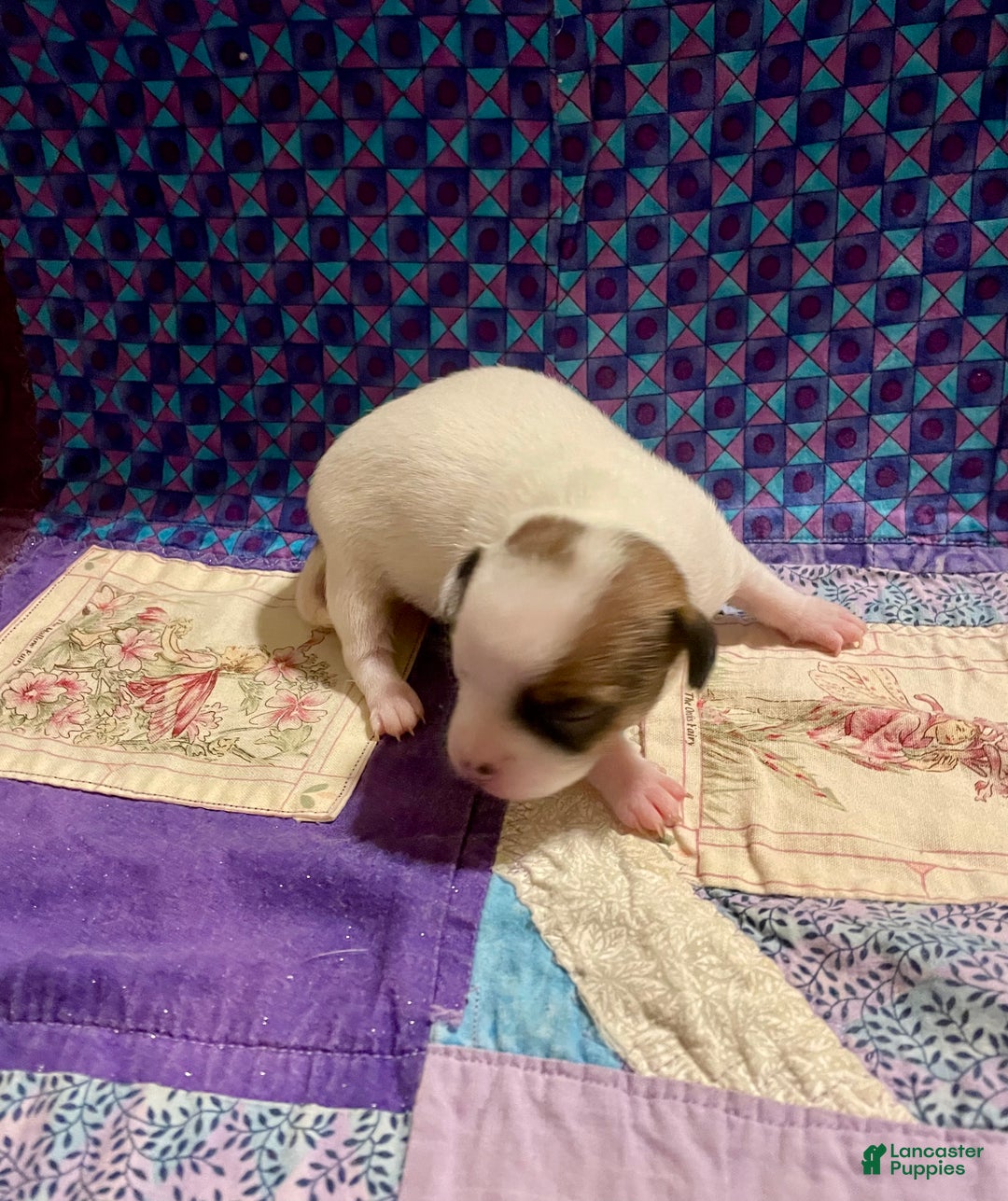 Chihuahua dogs for sale: Lucille - Ad 37