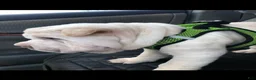Shar Pei dogs for sale: Shar Pei Puppy 1 - Ad 2