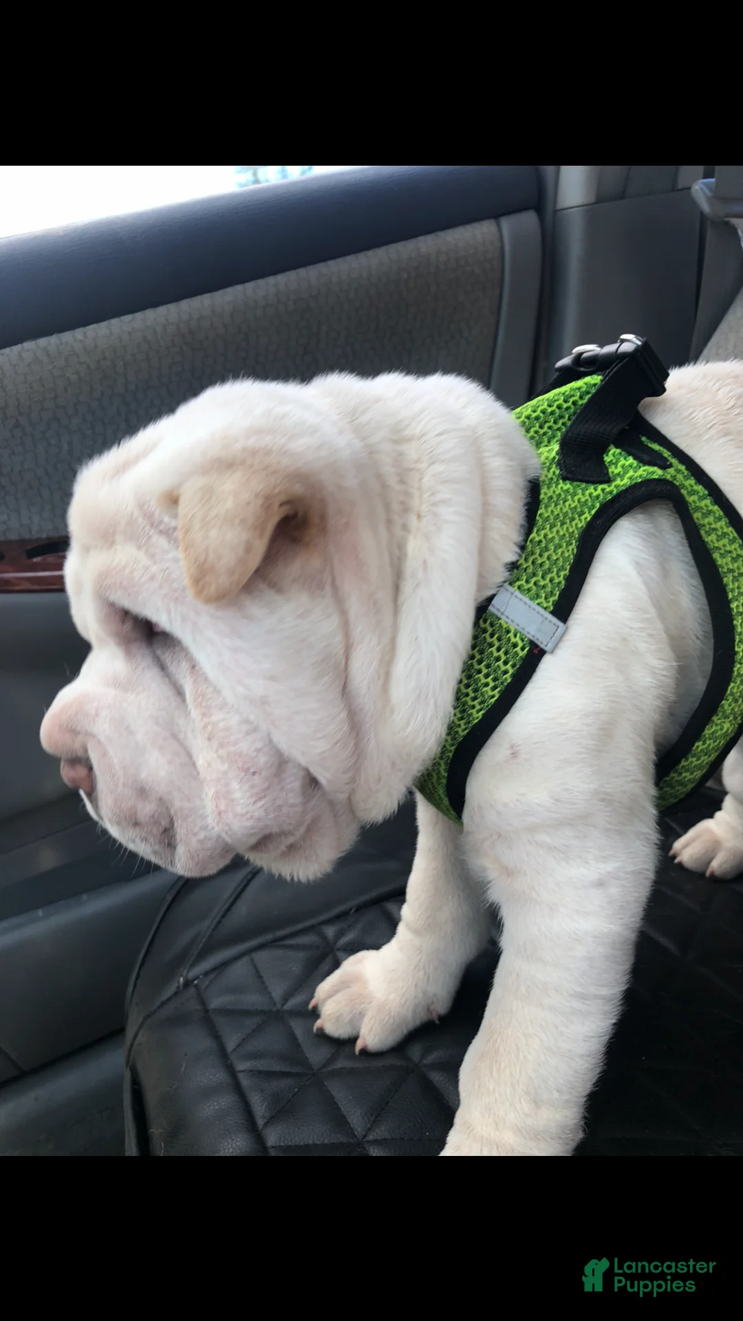 Shar Pei dogs for sale: Shar Pei Puppy 1 - Ad 2