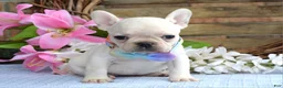 French Bulldog dogs for sale: Felicity - Ad 6