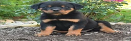 Rottweiler dogs for sale: Theo - Ad 4