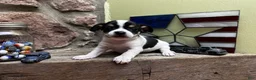 Chihuahua dogs for sale: 🐾Milhouse~Tricolor Chihuahua - Ad 7