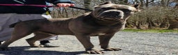 Cane Corso dogs for sale: Scarlett - Ad 6