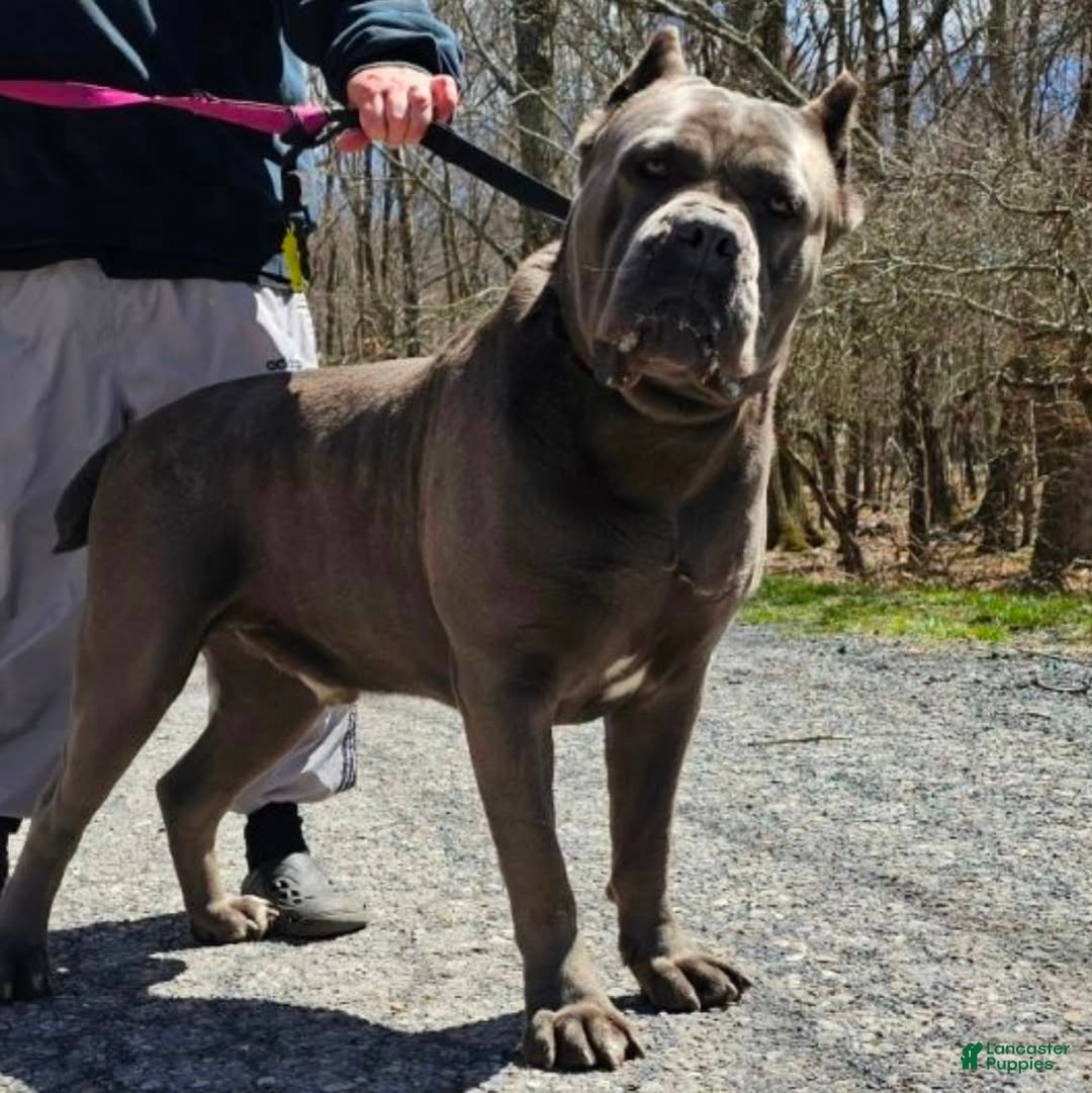 Cane Corso dogs for sale: Scarlett - Ad 6
