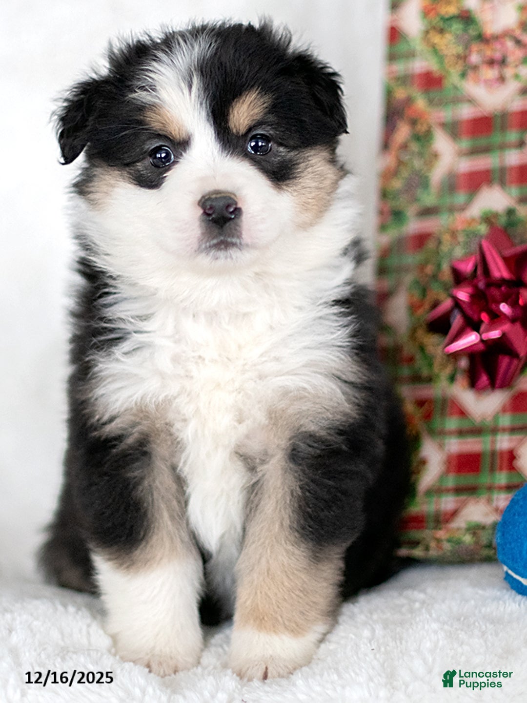 Miniature Australian Shepherd dogs for sale: Neve - Ad 3