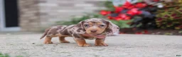 Miniature Dachshund dogs for sale: Ivy - Ad 2