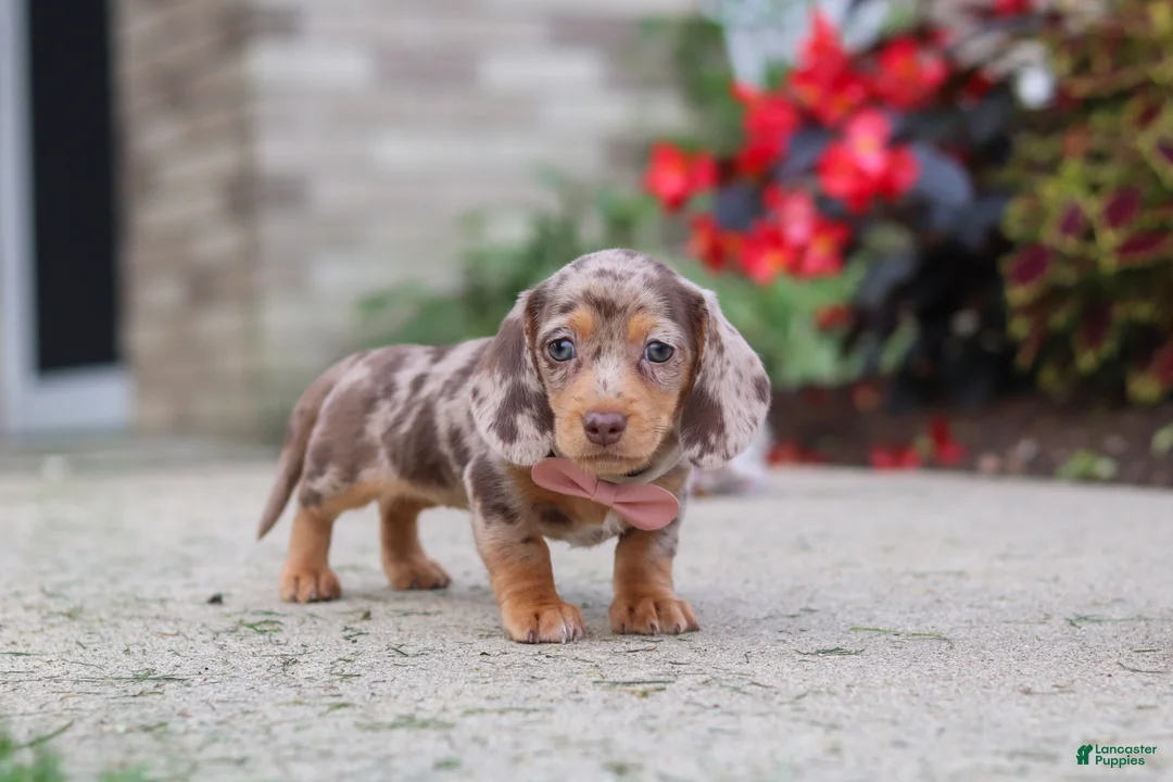 Miniature Dachshund dogs for sale: Ivy - Ad 2