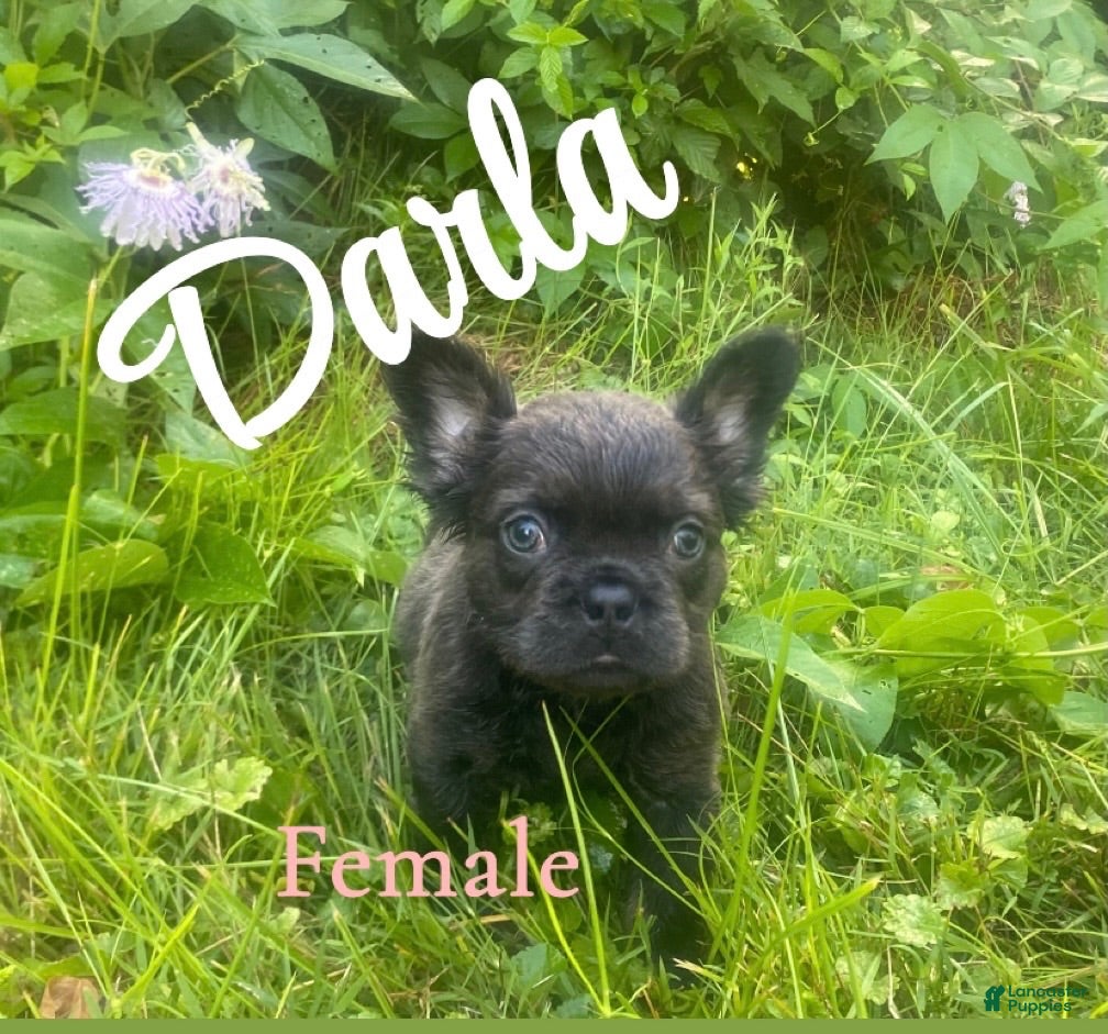 French Bulldog dogs Darla - Ad 8