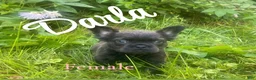 French Bulldog dogs for sale: Darla - Ad 1