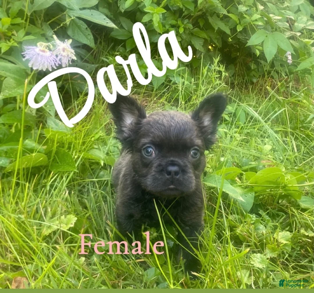 French Bulldog dogs for sale: Darla - Ad 1