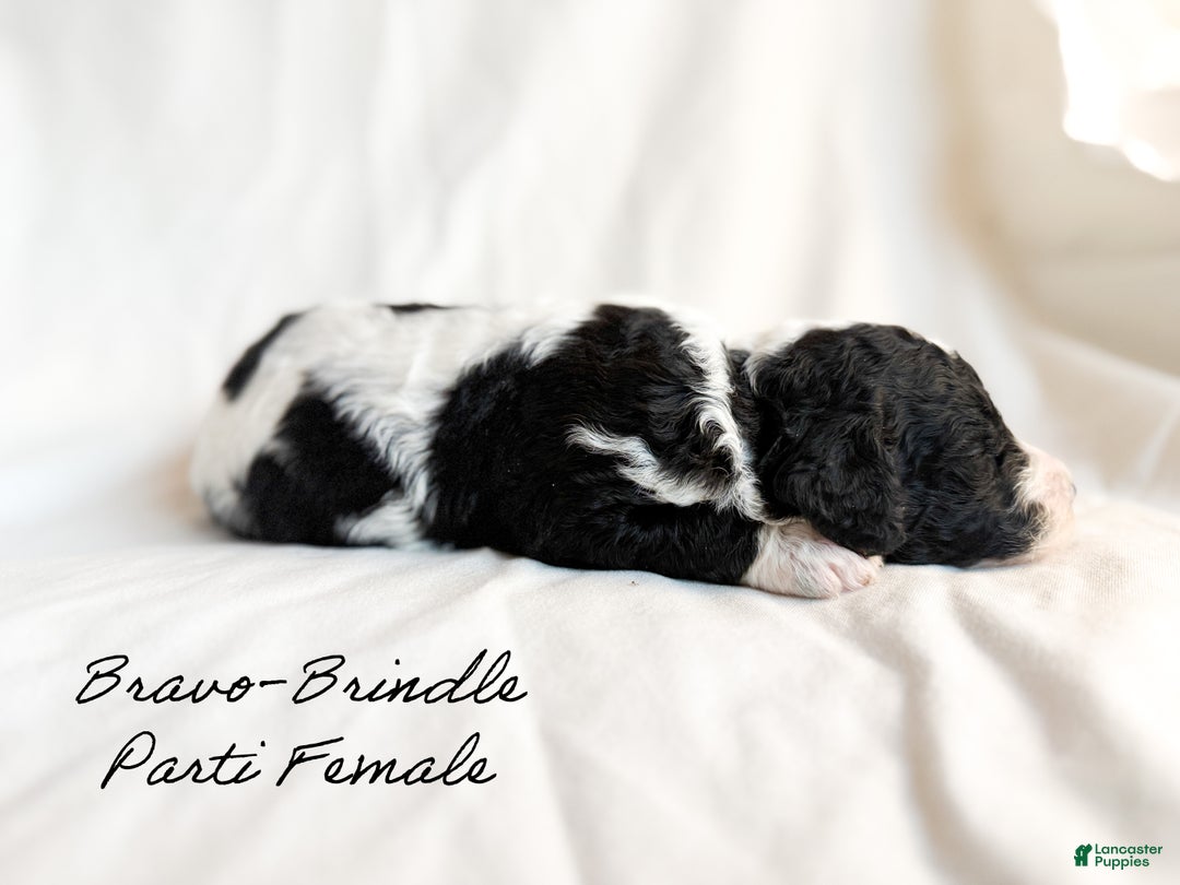 Standard Poodle dogs for sale: Bravo - Ad 3