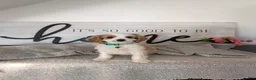 Cavapoo dogs for sale: Phillip  - Ad 1