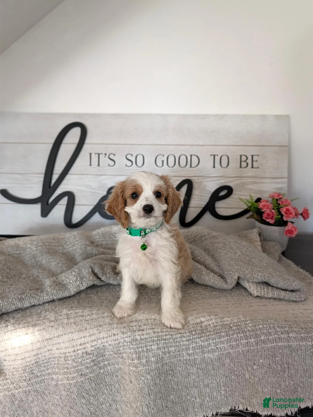 Cavapoo dogs for sale: Phillip  - Ad 1