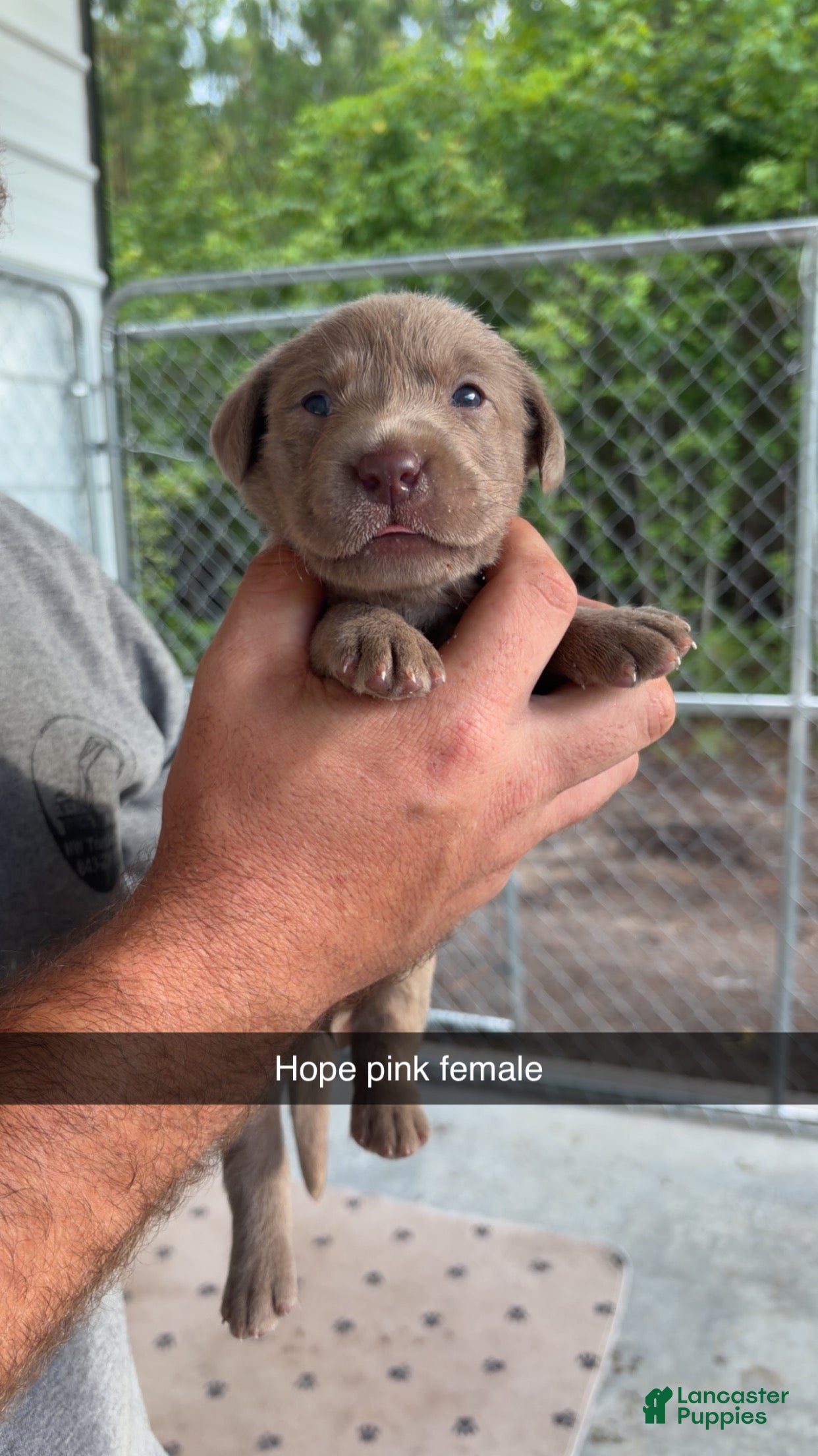 Labrador Retriever dogs for sale: Hot pink female  - Ad 2