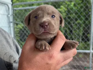 Labrador Retriever dogs for sale: Hot pink female - Ad 2