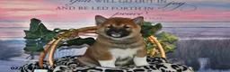 Shiba Inu dogs for sale: Ashton - Ad 4