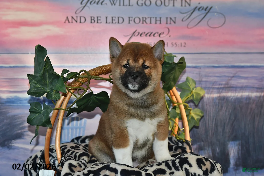 Shiba Inu dogs for sale: Ashton - Ad 4