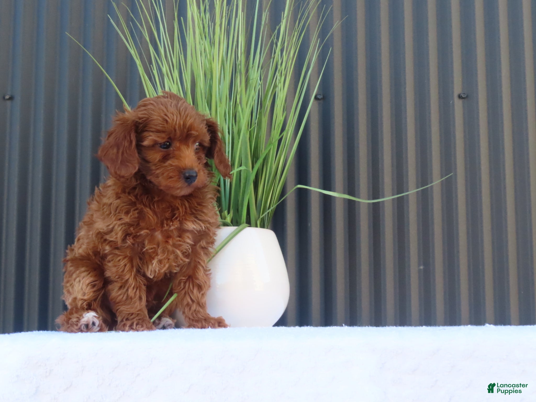 Toy Poodle dogs for sale: Billy - Ad 2