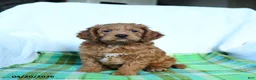 Cockapoo dogs for sale: Jupiter - Ad 1