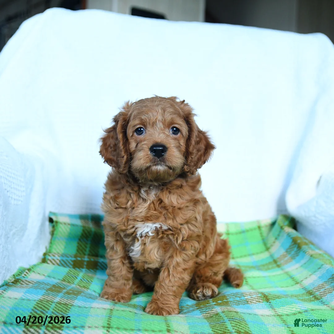 Cockapoo dogs for sale: Jupiter - Ad 1