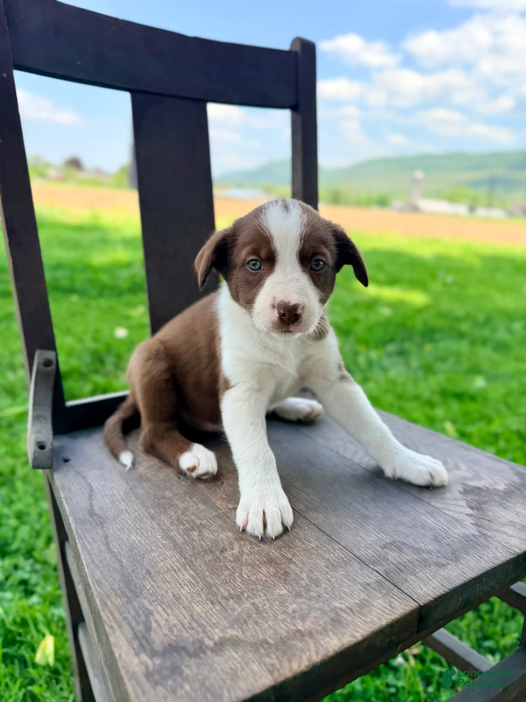 Border Collie dogs for sale: Olivia - Ad 1
