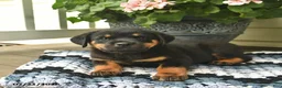 Rottweiler dogs for sale: Milo  - Ad 1