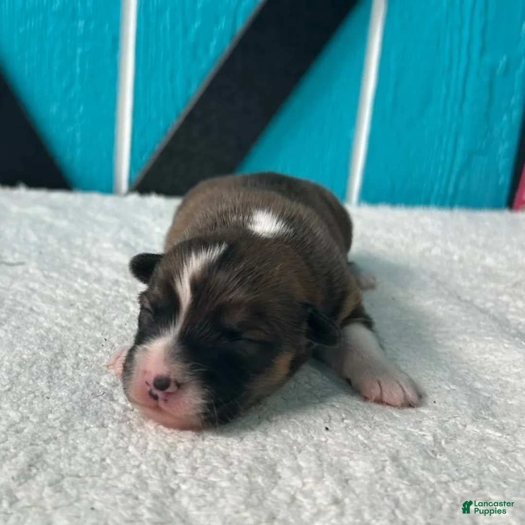 Welsh Corgi Pembroke dogs for sale: Alexis Welsh Corgi Pembroke Puppy  - Ad 1