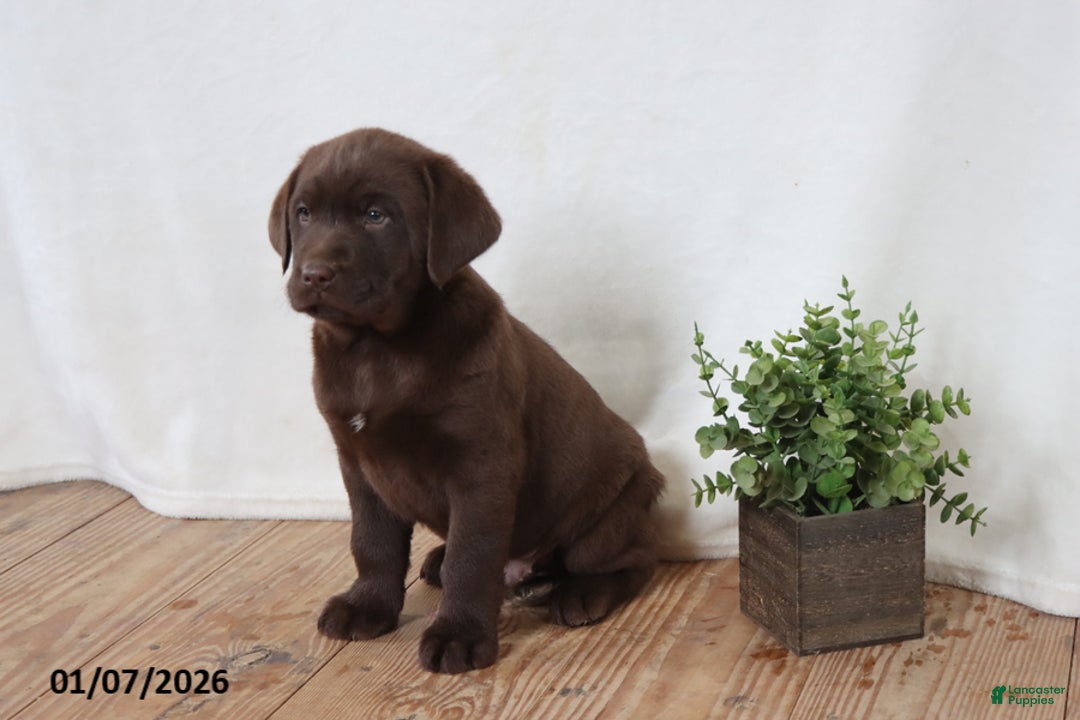 Labrador Retriever dogs for sale: Fudge - Ad 1