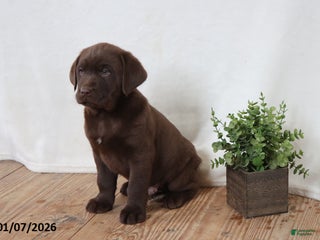 Labrador Retriever dogs Fudge - Ad 6