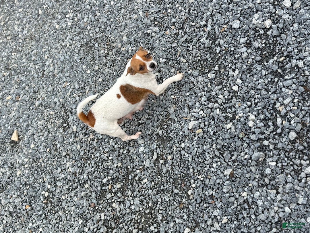 Chihuahua dogs for sale: Cheer - Ad 13