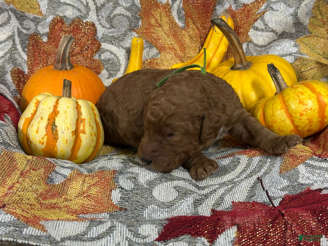Goldendoodle dogs for sale: Green - Ad 9