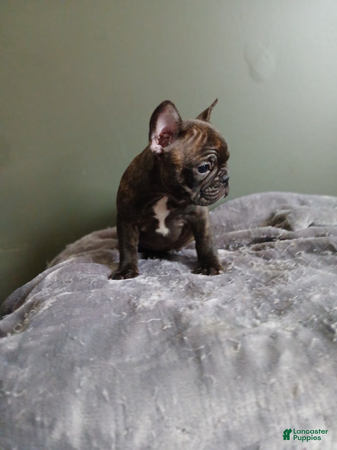 French Bulldog dogs for sale: French Bulldog Puppy 1 - Ad 1
