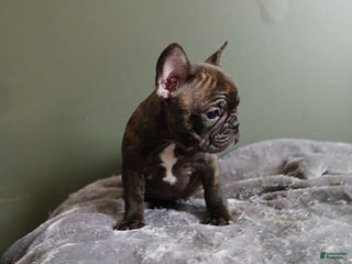 French Bulldog dogs French Bulldog Puppy 1 - Ad 6