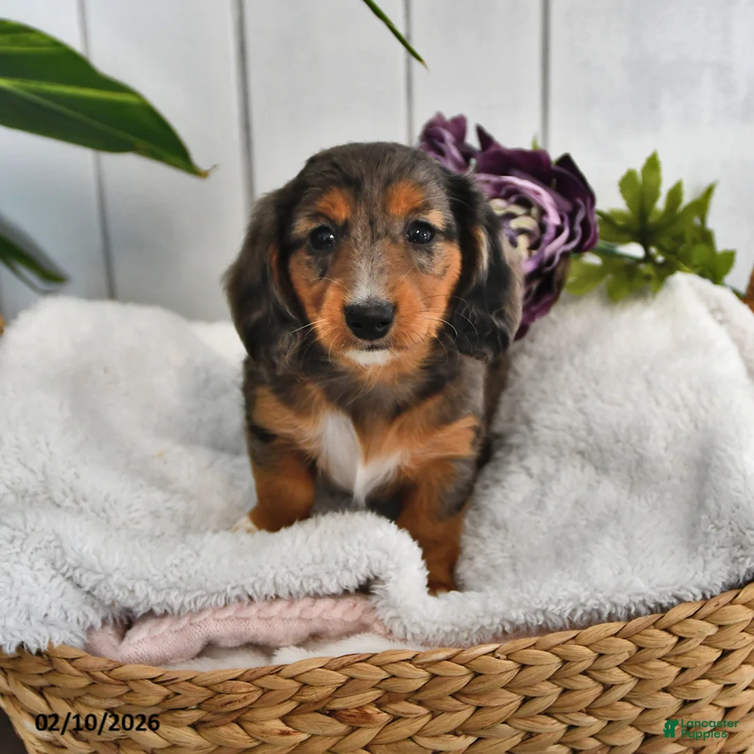 Miniature Dachshund dogs for sale: Lilac - Ad 4