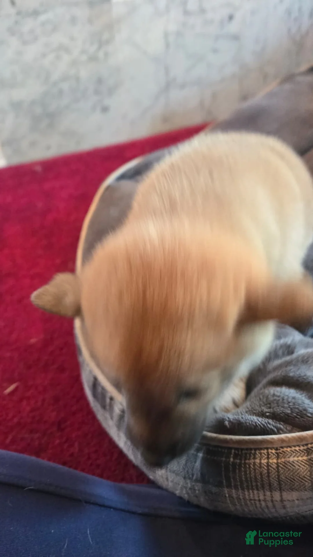 Shiba Inu dogs for sale: Fawn Female - Ad 2
