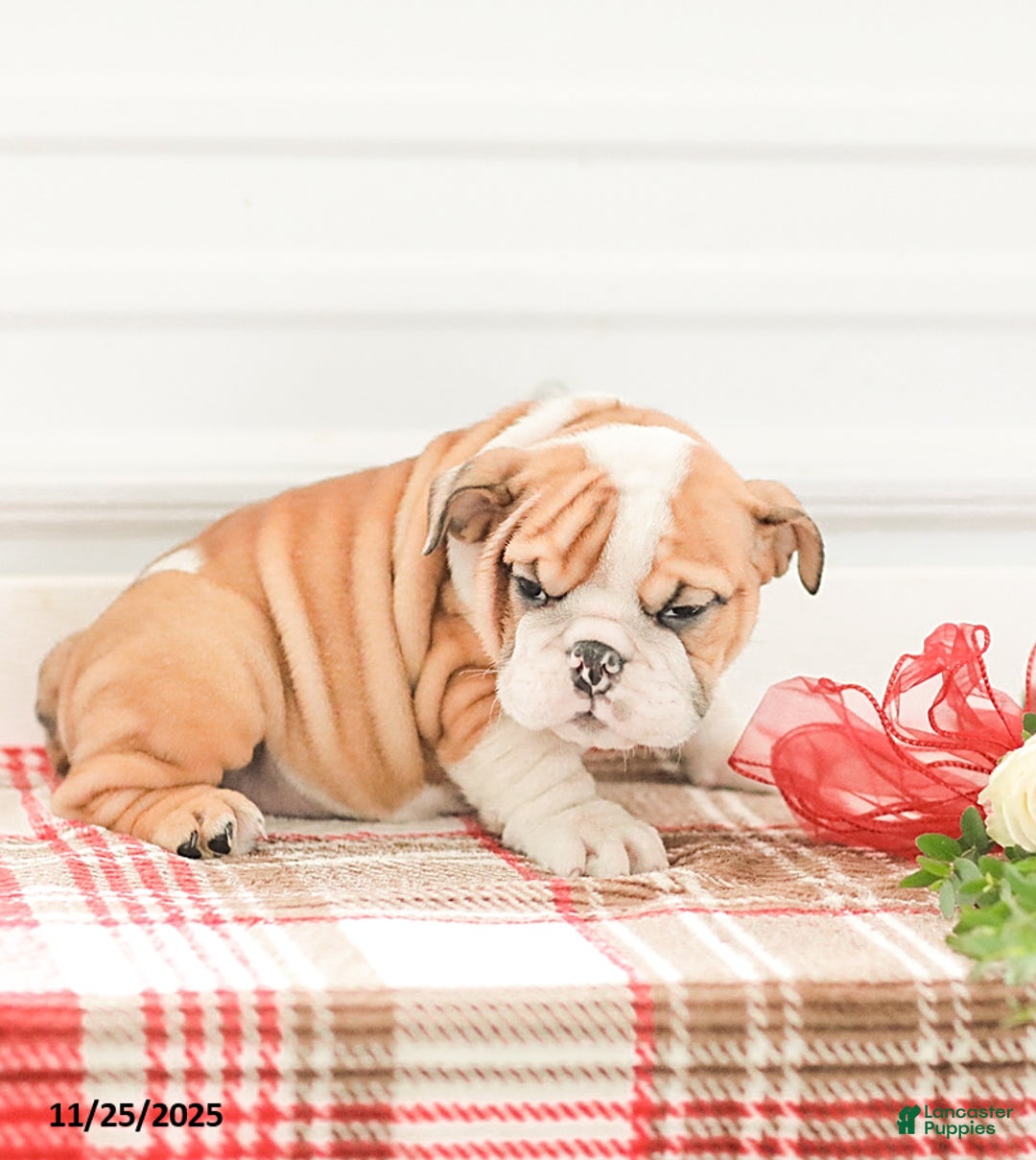 English Bulldog dogs for sale: Rob - Ad 2