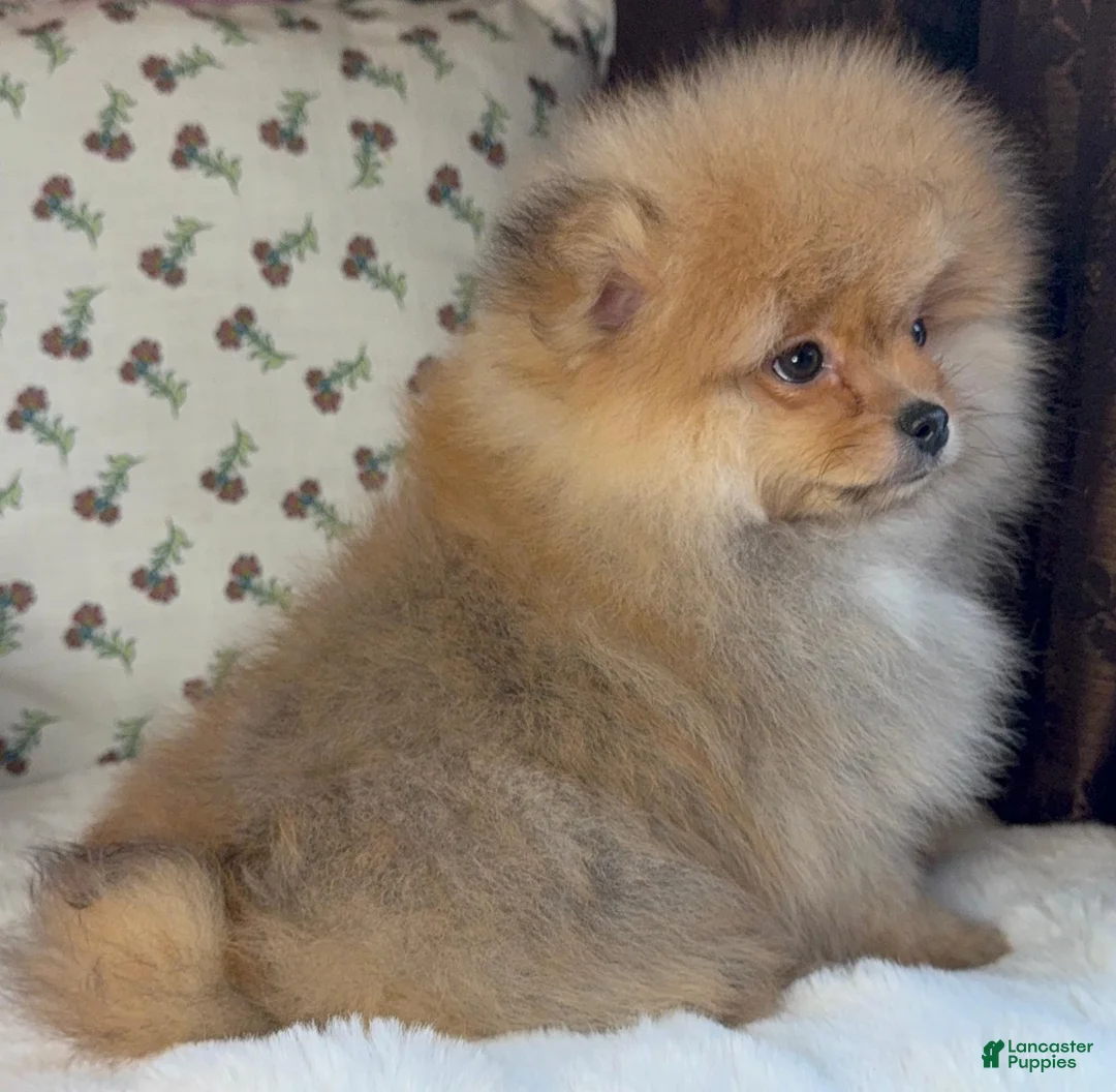 Pomeranian dogs for sale: Pomeranian puppy George - Ad 8