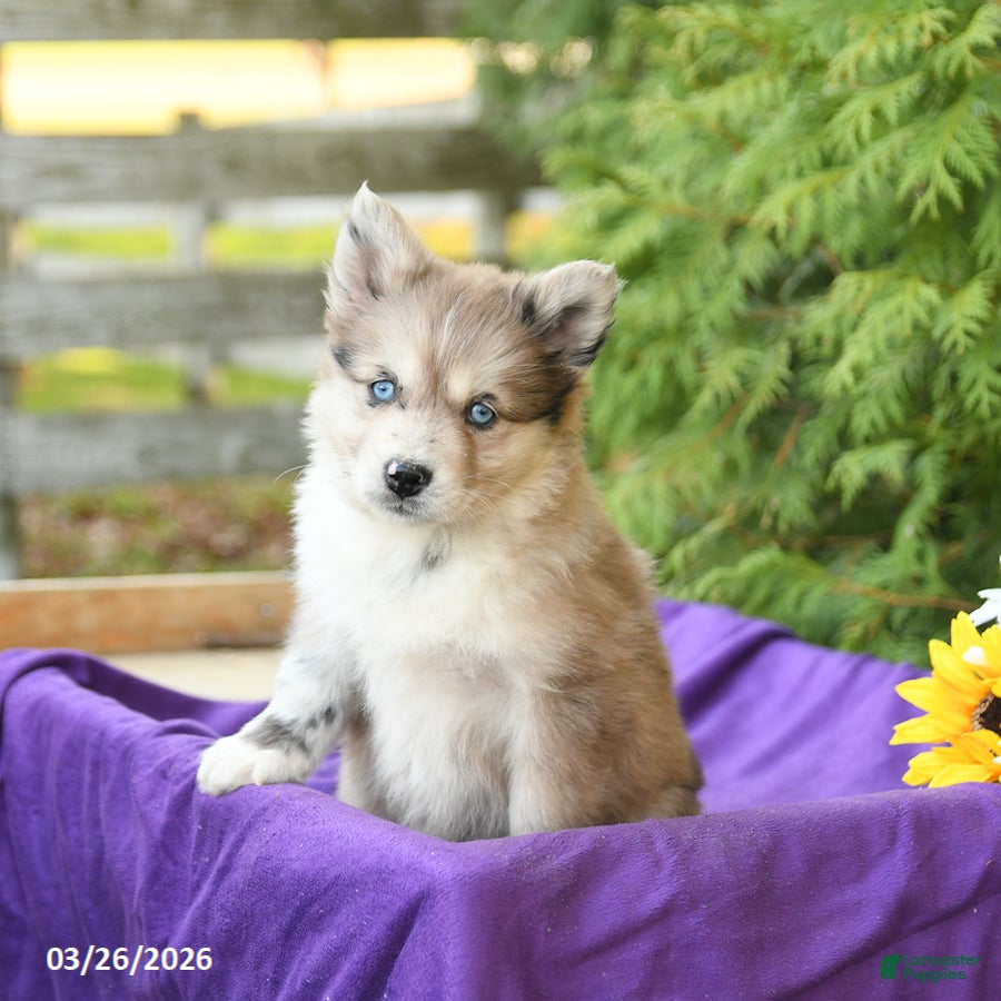 Pomsky dogs Kendra - Ad 2